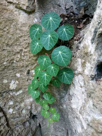 山乌龟可以在北方种植吗？山乌龟怎么种？