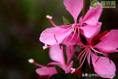 桃花几月开花最旺，乌鲁木齐西山桃花几月开花