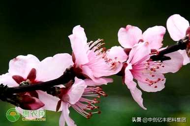 桃花几月开花最旺，乌鲁木齐西山桃花几月开花