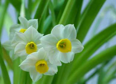 如何说水仙花的花语，水仙花的花语是什么？