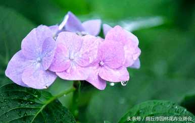 八仙花冬天开花吗？八仙花冬天开花吗？