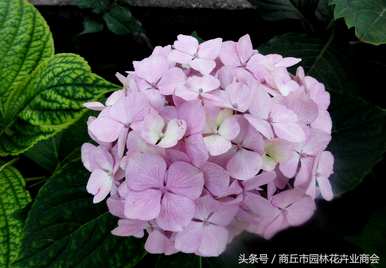 八仙花冬天开花吗？八仙花冬天开花吗？