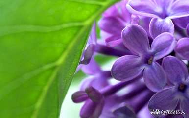 丁香花有几种颜色。什么颜色对丁香花最有效？