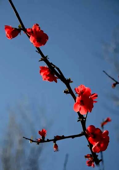 梅花的介绍和象征意义，梅花的介绍和象征图片