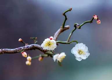 梅花的介绍和象征意义，梅花的介绍和象征图片