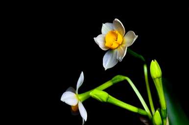 水仙花适合室内饲养吗？如何在室内培育水仙花？