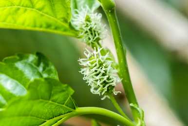 什么季节的桑树扦插，什么季节的桑树种植最好？