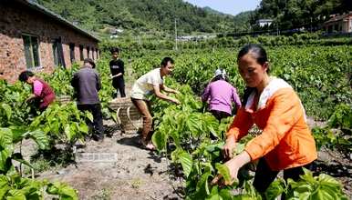 什么季节的桑树扦插，什么季节的桑树种植最好？