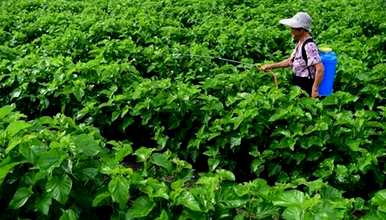 什么季节的桑树扦插，什么季节的桑树种植最好？