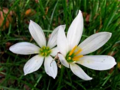 葱兰花几月开花，葱兰花几月开花