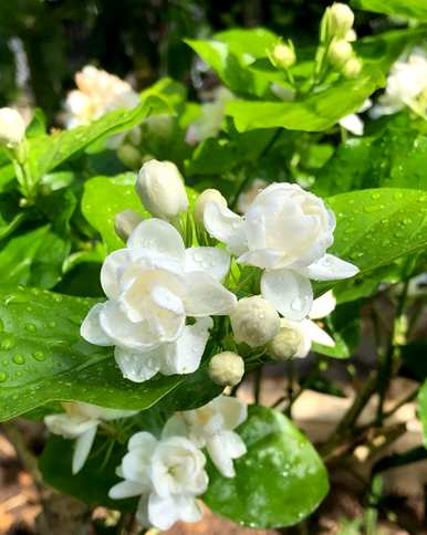 四季开花的花庭院，四季开花的花有哪些？