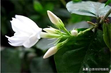 夏天的花是什么，夏天的白花是什么？