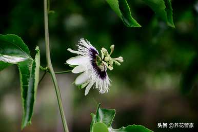 阳台种什么爬藤花最好？阳台种什么爬藤花好？