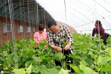 种植黄瓜的几个技术要点是什么？温室种植黄瓜的技术要点是什么？