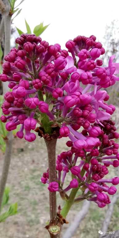 丁香花不真实的花语，丁香花的花语是什么？