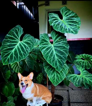 适合家庭大型盆栽植物，客厅大型盆栽植物全图