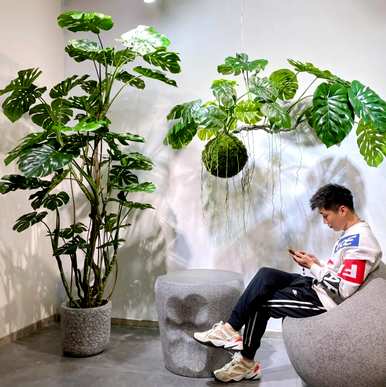 适合家庭大型盆栽植物，客厅大型盆栽植物全图