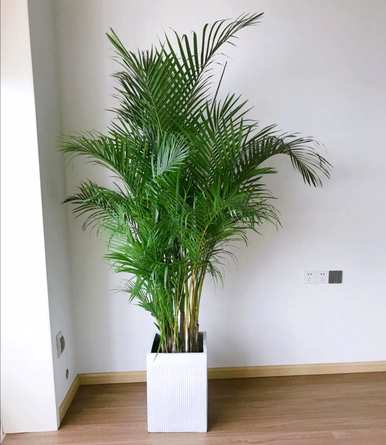 适合家庭大型盆栽植物，客厅大型盆栽植物全图