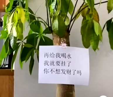 适合家庭大型盆栽植物，客厅大型盆栽植物全图