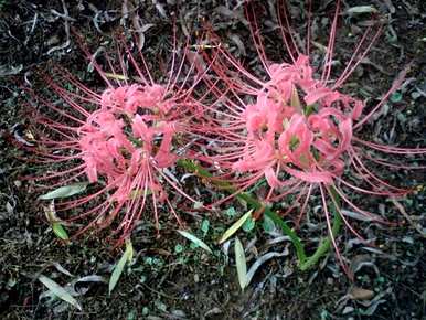 彼岸花种植过程视频，如何种植彼岸花？