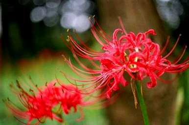 彼岸花种植过程视频，如何种植彼岸花？