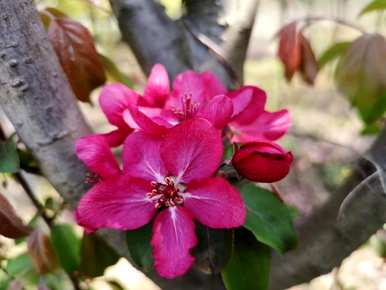 红海棠花的花语和寓意，红海棠花的花语和象征意义