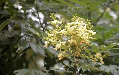 槐花属于什么植物？