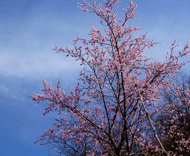 山杏树种植技术要点，种植杏树的效益如何？