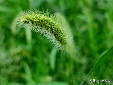 狗尾草的花语是什么，狗尾草的花语是什么