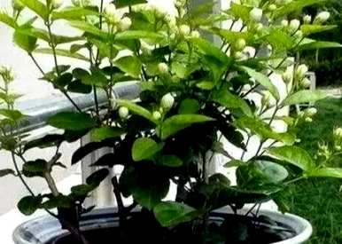 室内喜欢阳光的盆栽植物有哪些，室内没有阳光可以养哪些植物？