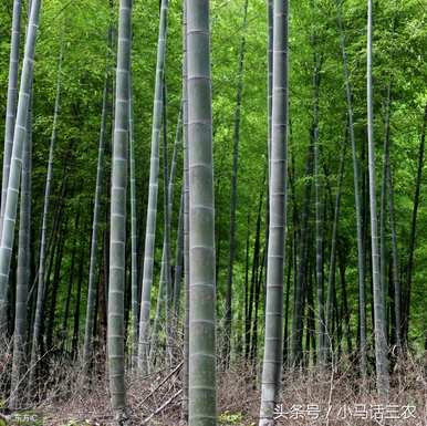 毛竹适合在哪里种植，哪里种植最好？