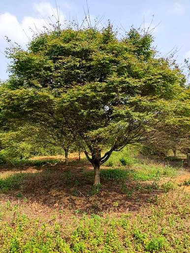 红枫树种子种植方法及注意事项、红枫树种子种植方法及注意事项