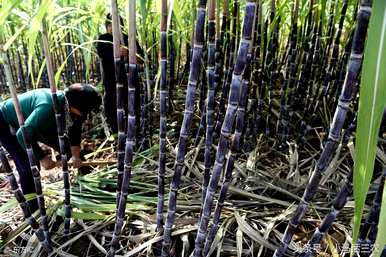 甘蔗种植时间和方法、甘蔗种植技术及施肥