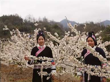 樱桃开花怎么修剪，樱桃什么时候开花？