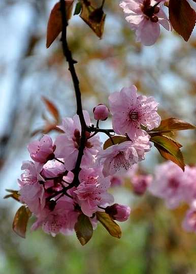 梅花有什么特点，梅花有什么特点？