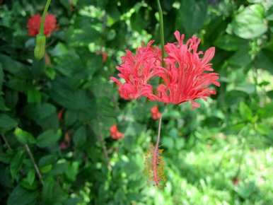 凤尾花种植方法视频、凤尾花种植方法及技术