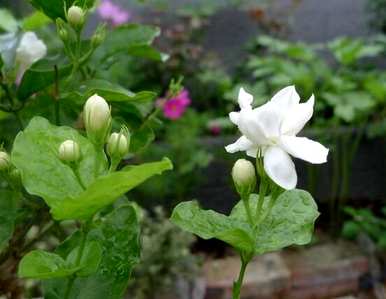 茉莉花象征着什么，茉莉花在春天开花是什么意思？