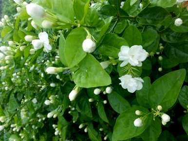 如何种植茉莉花盆栽，办公室茉莉花盆栽