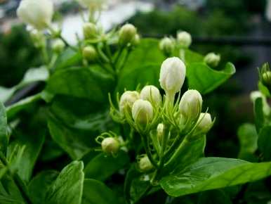 如何种植茉莉花盆栽，办公室茉莉花盆栽