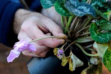 什么季节播种仙客来种子，如何播种仙客来种子？