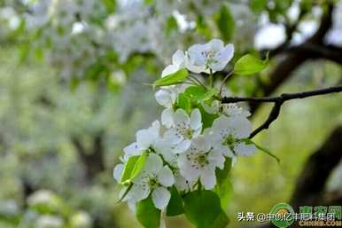 梨花什么季节开，梨花什么季节开二年级上册？