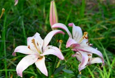 什么是百合花语，什么是百合花语？英语