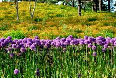 风信子花语是什么意思，风信子花语是什么？