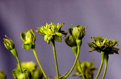 月季花根怎么种，月季花根怎么种？