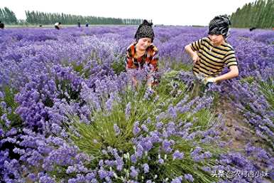 薰衣草如何种植，薰衣草种植土壤