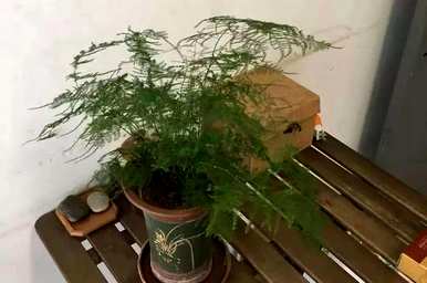 什么肥料最适合芦笋？如何饲养芦笋？