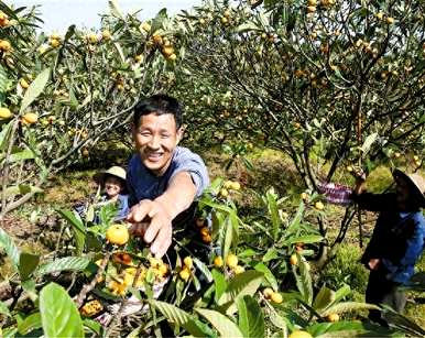 枇杷树如何种植，枇杷树如何种植快视频结果