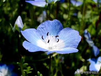 粉蝶花的花语是什么？佛山小粉蝶蝴蝶兰花语