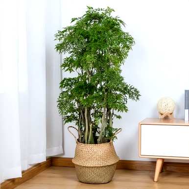 木本植物有哪些花，木本植物有哪些花？