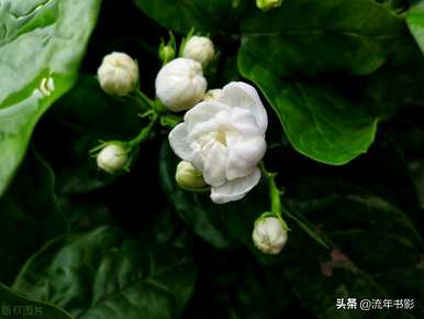 茉莉花怎么做香水，茉莉花怎么养